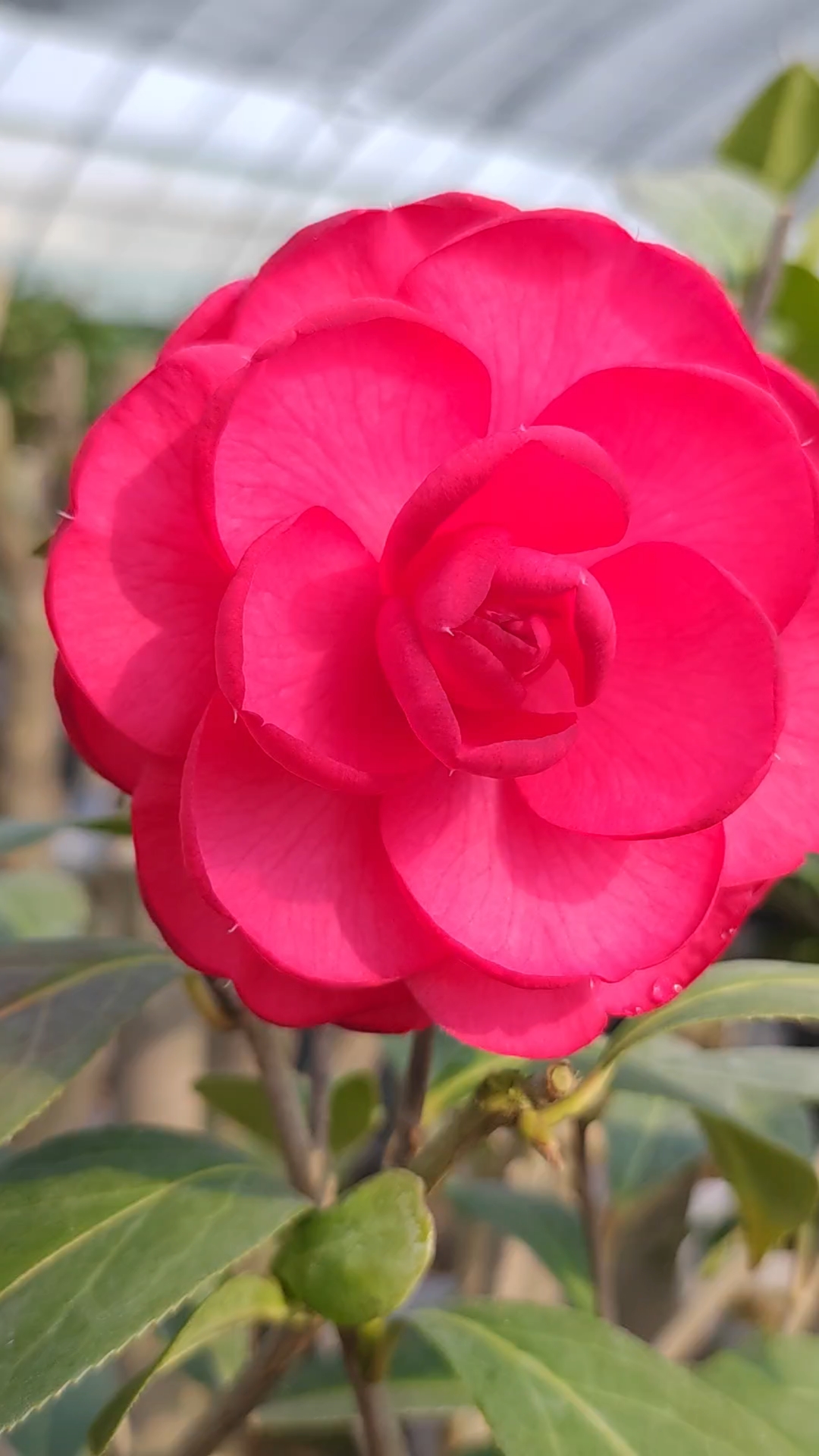 茶花酒红色开品太美了.