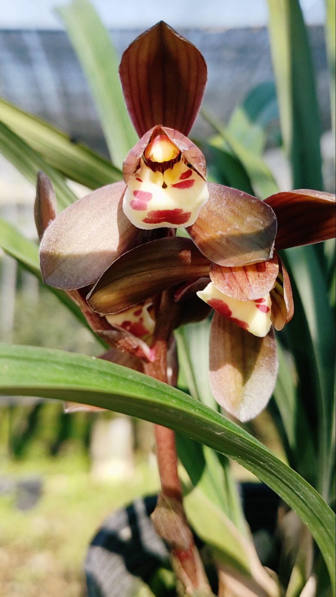 兰花#春剑富贵红荷