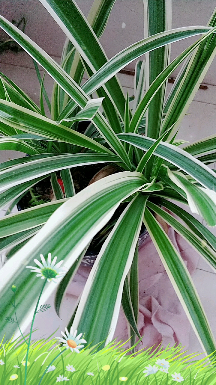 今年元月初扦插的金边吊兰长出长长的叶片,真好看好漂亮