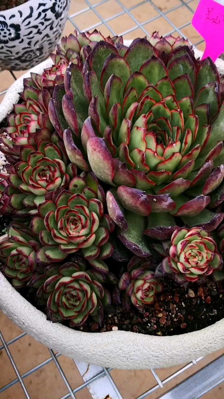 多肉植物#看起来都很美的保利安娜,这颜值不是一般的高!