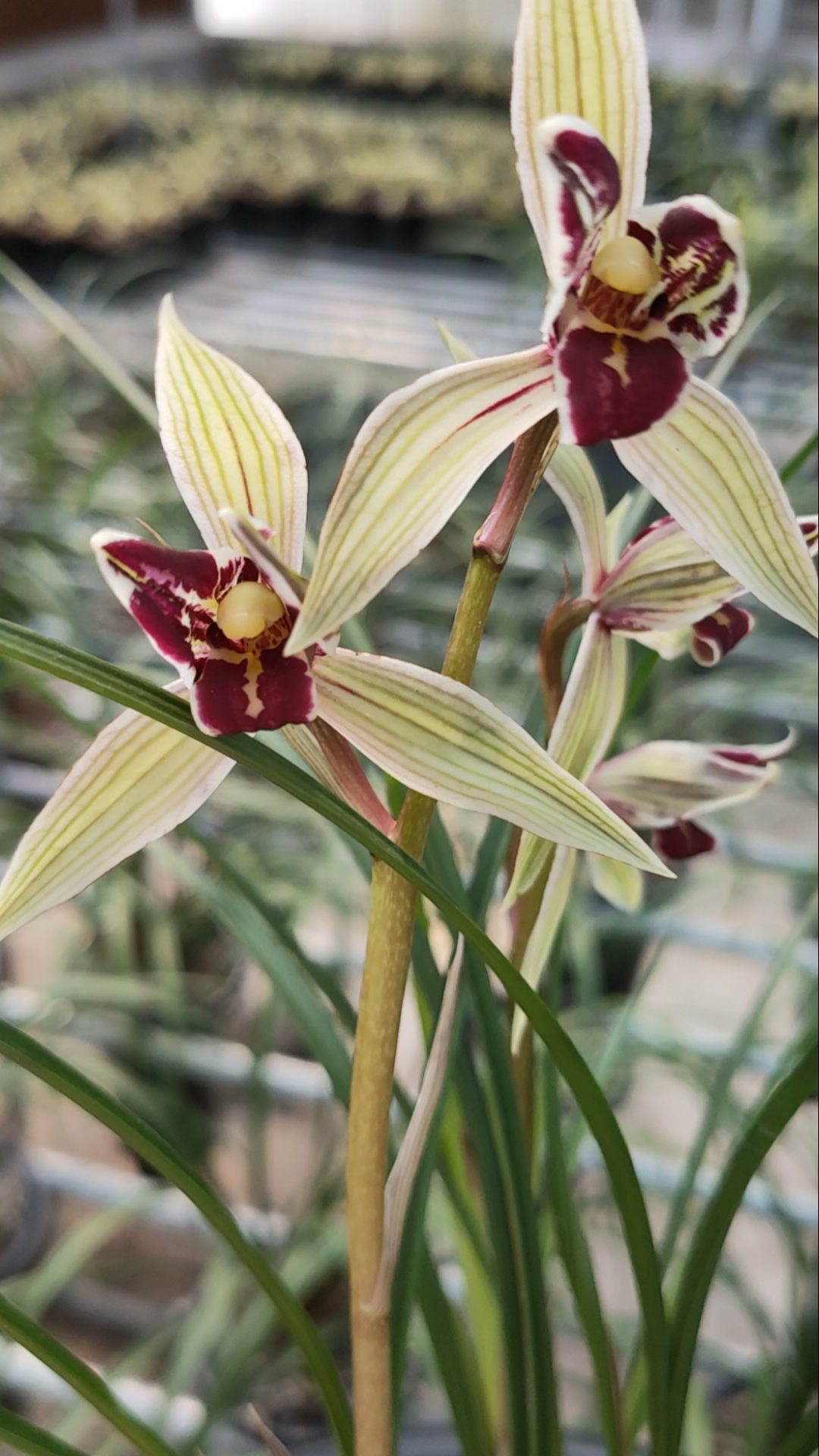 红满天兰花每一次开都很惊艳莲瓣兰经典品兰花品种之一