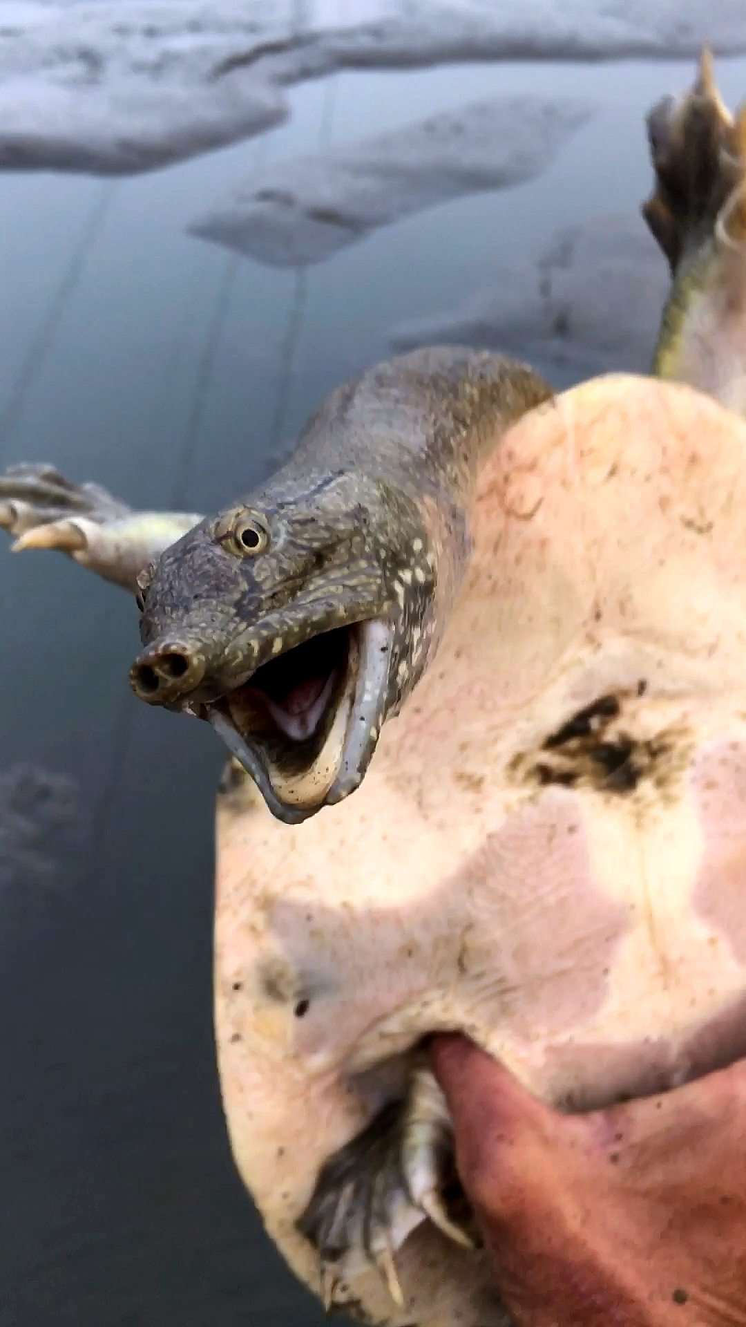 软土里抓甲鱼勾不出来的,所以工具丢掉直接手抓大甲鱼