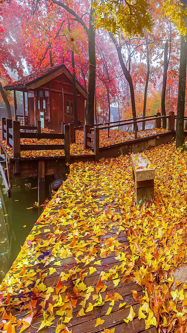 风景如画#片片飞舞红尘枫缕缕轻风化柔情半书情丝系心语点滴去醉帜