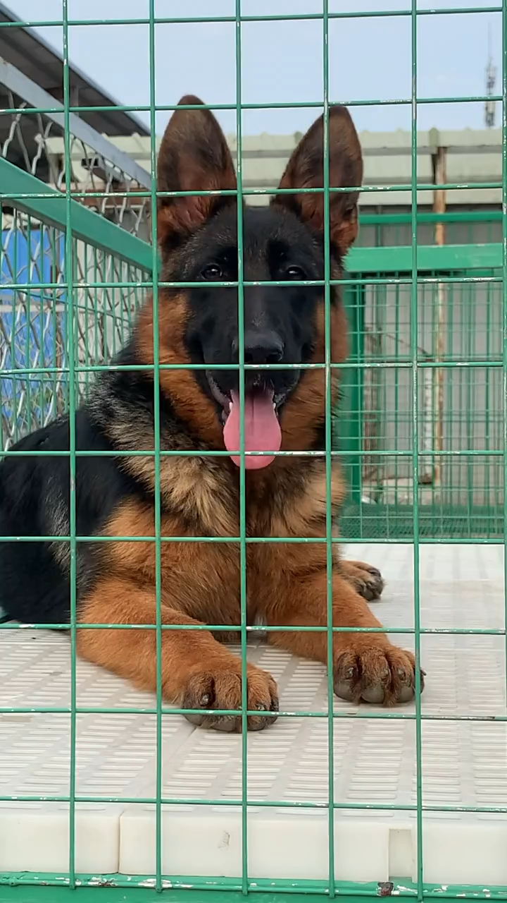 德国牧羊犬赛系德牧公母都有