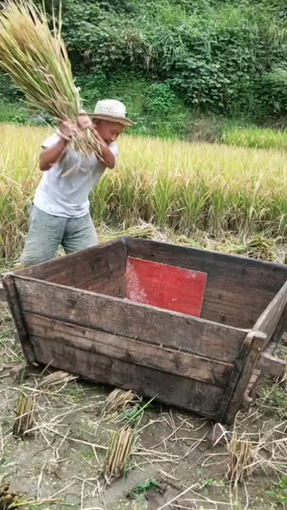 农村真人真实的农村打谷子