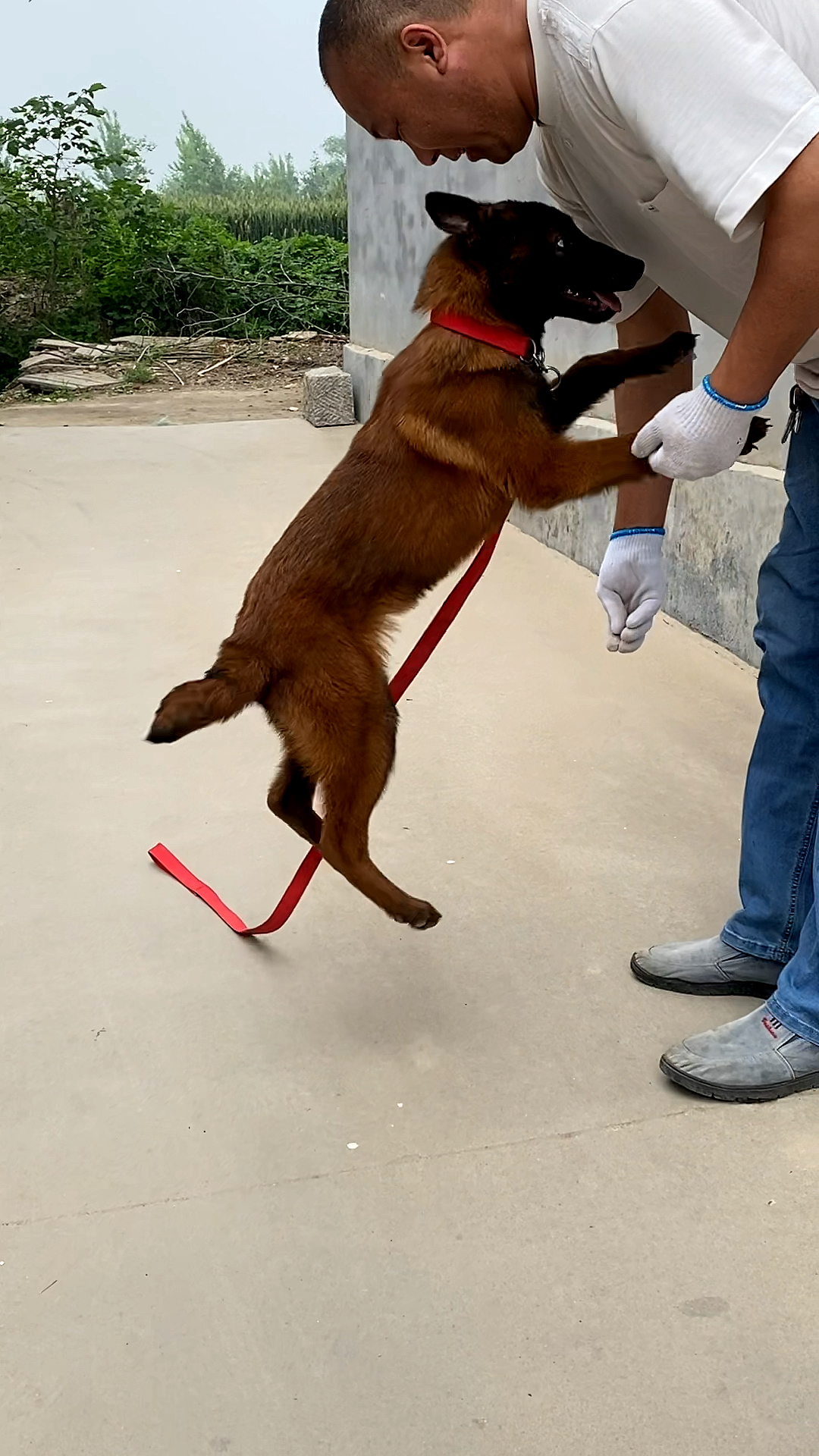 爆红马犬红孩儿图片