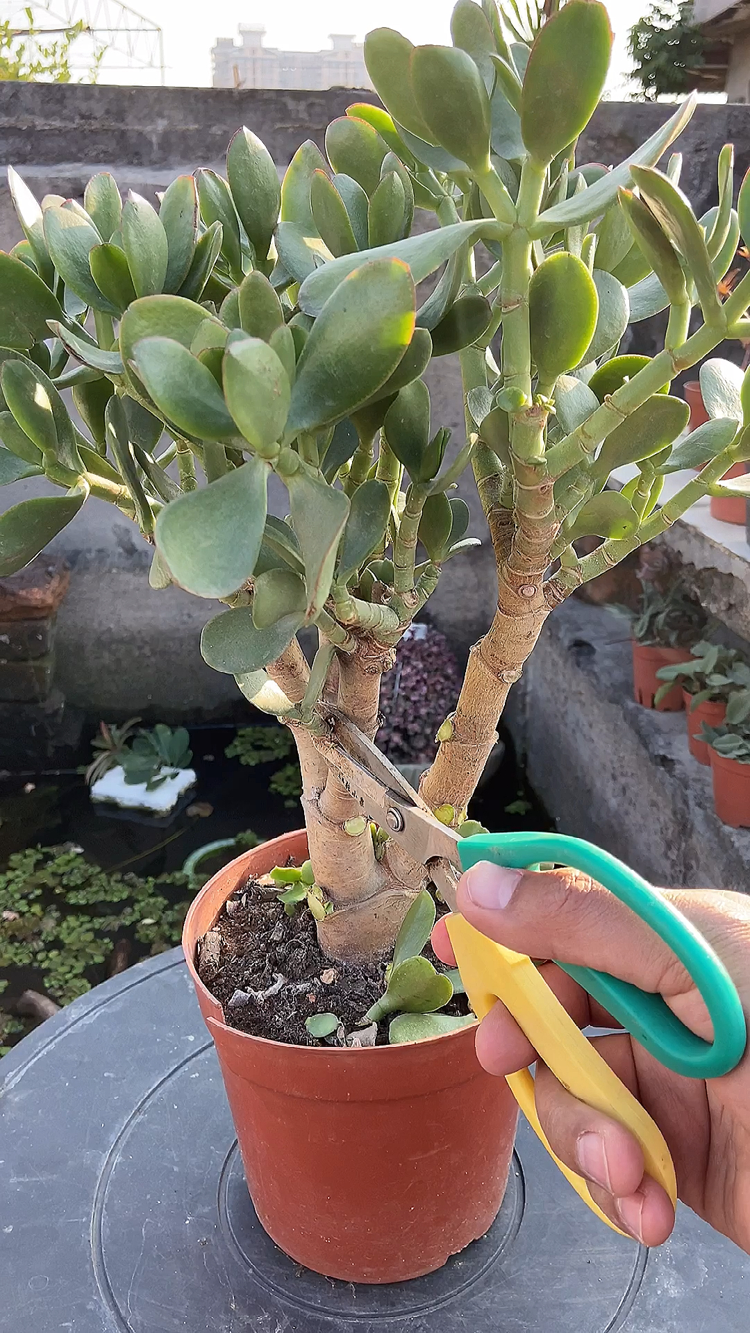 玉树要经常修剪侧枝,这样主干才更加粗壮-度小视