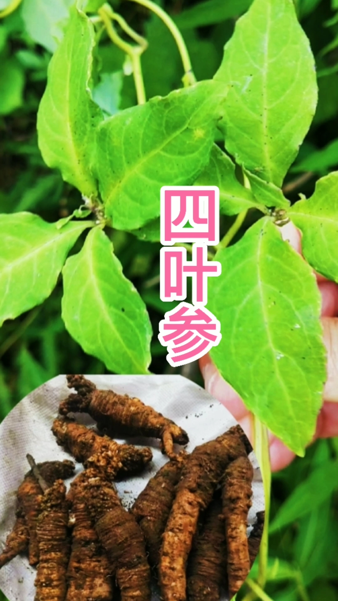 认识中草药#全株有白色液汁和特殊"臭味",叫四叶参的植物,你见过吗?