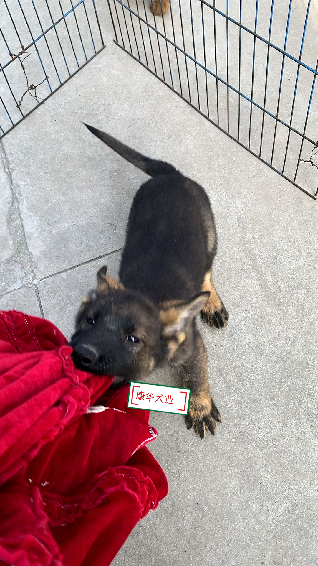 东德牧羊犬#两个月小东德牧羊犬,看看这小脾气是不是你喜欢的类型 ..