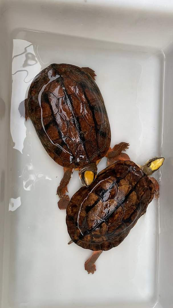 金钱龟#金钱龟(海南种)种龟