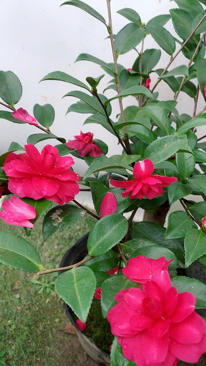 茶梅系列,重瓣型,午夜红宝石!-度小视