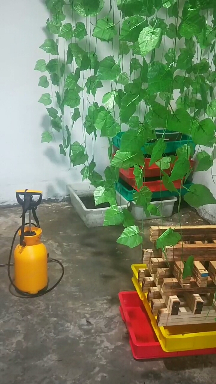 黑水虻养殖#黑水虻成虫房布置完毕