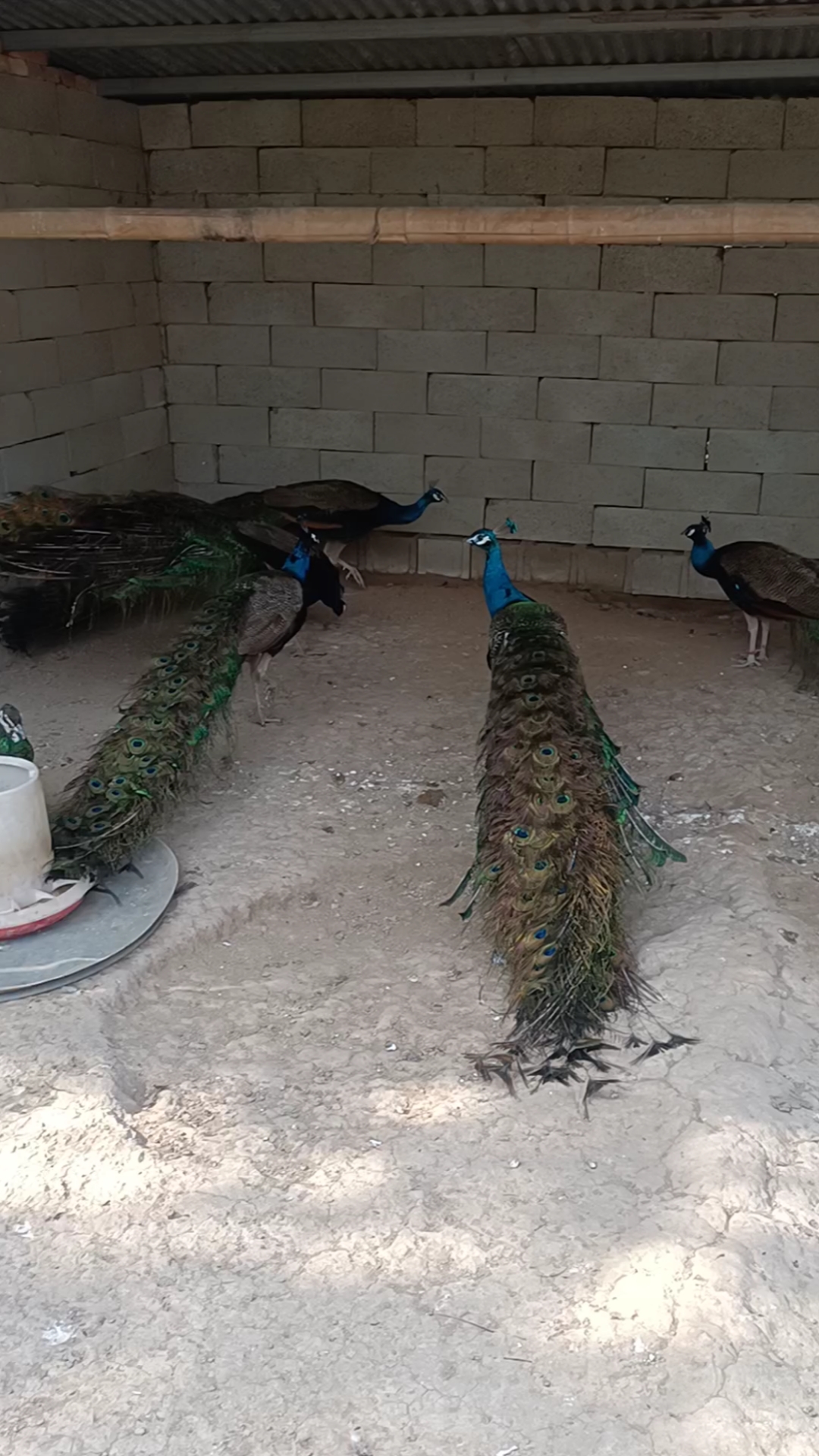 孔雀寓意吉祥如意的,家有孔雀幸福安康,孔雀进家,日子过得发