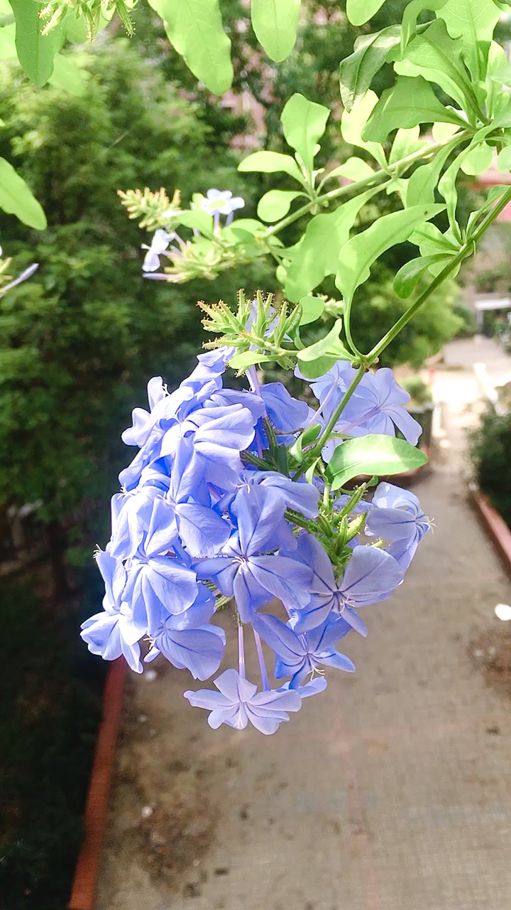阳台上的蓝雪花