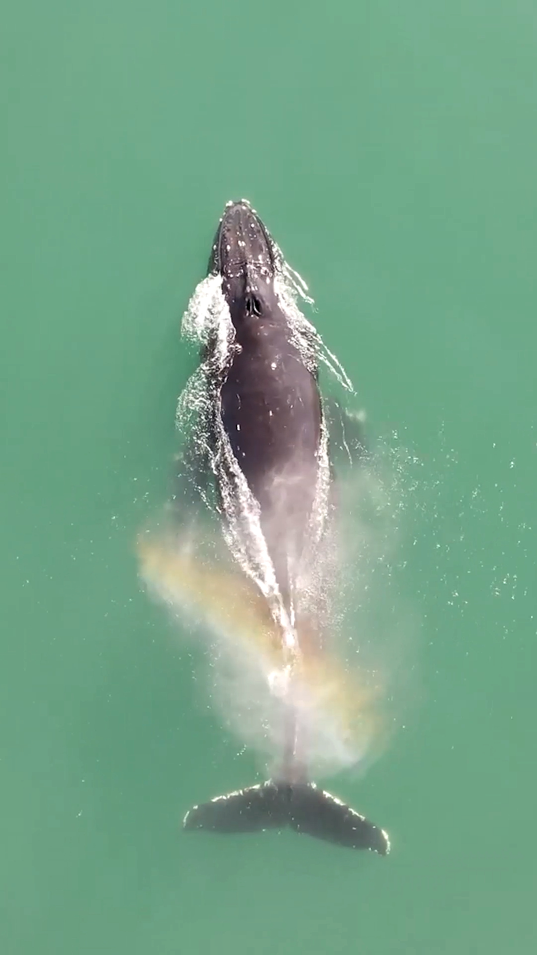 座头鲸#海洋座头鲸海面换气喷出彩虹