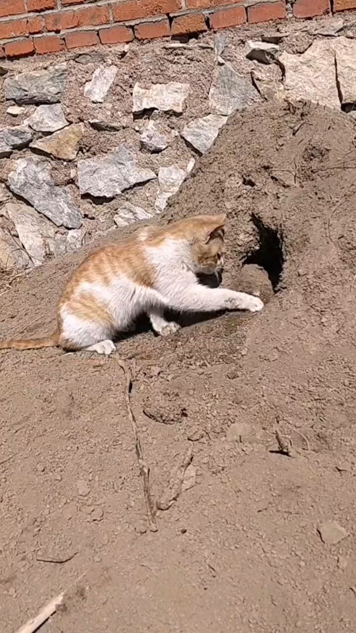猫咪:今儿个这活就是掏洞,汗水加沙土造一身,回家