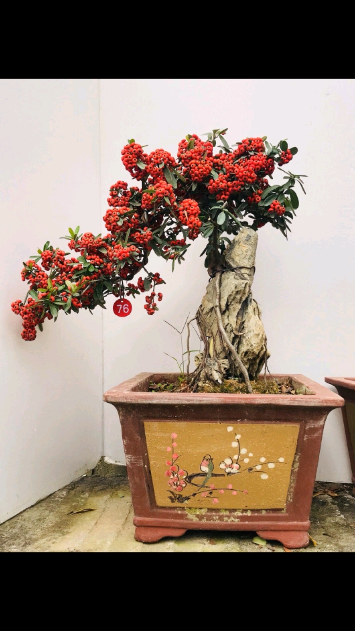 红红火火的提根抱石火棘果,果子真的越看越好看!