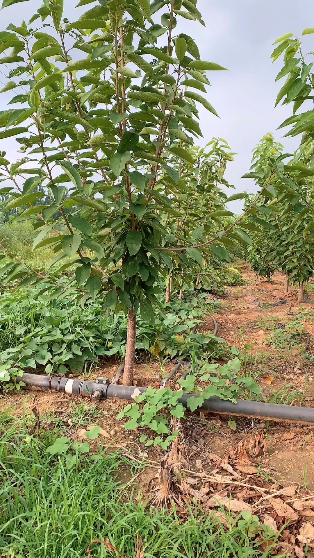 3年矮化大樱桃树苗结果早丰产期早