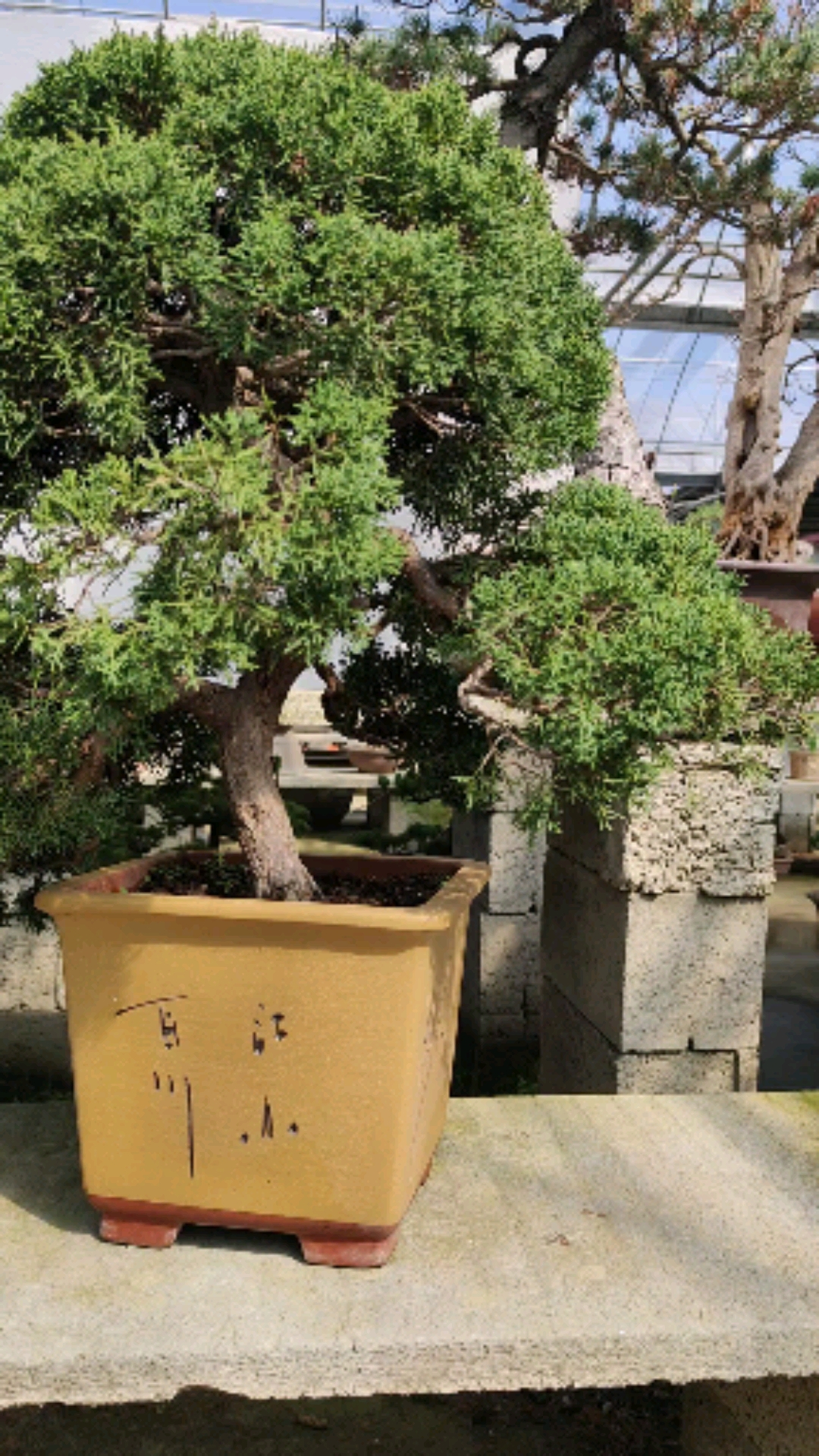 造型不错的真柏