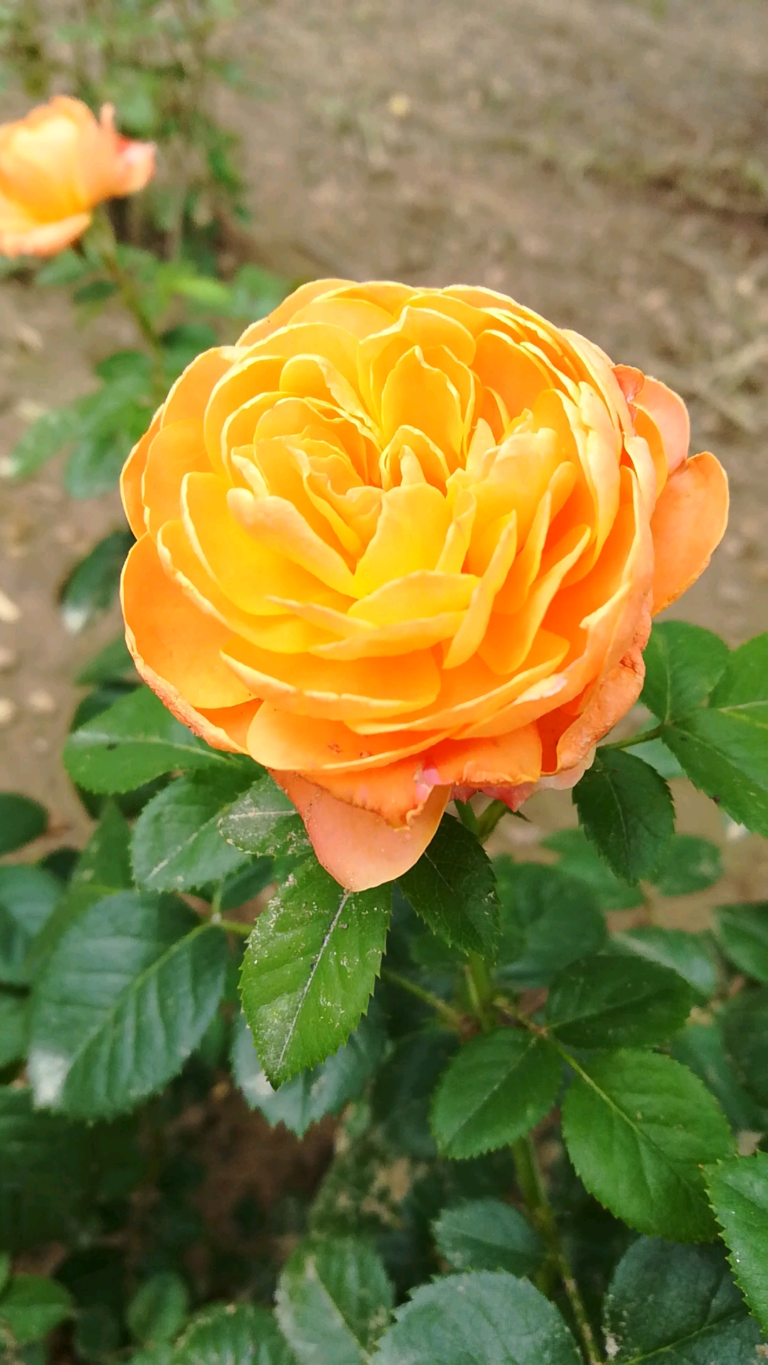 焦糖色月季花