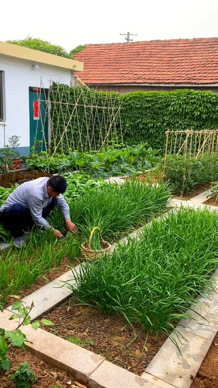 有属于自己的小菜园最好随自己的心情种菜摘菜