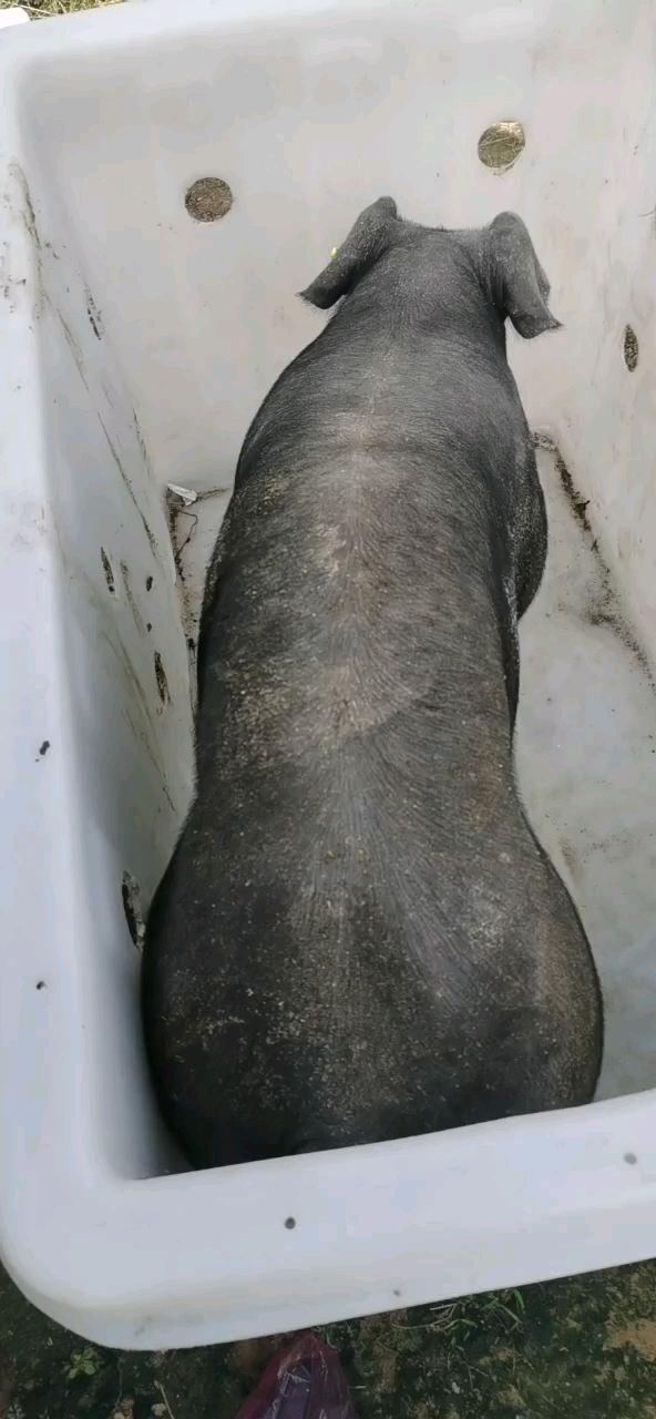 乡村生活#纯种黑杜洛克种公猪,杜洛克种公猪