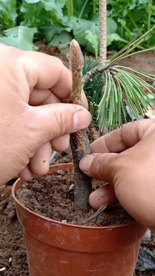 果树嫁接松树苗木嫁接技术分享