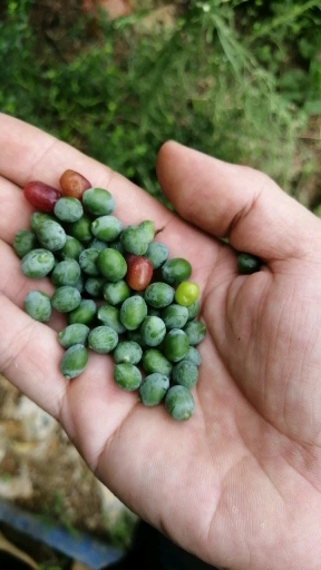 盆景素材#中叶罗汉松种子