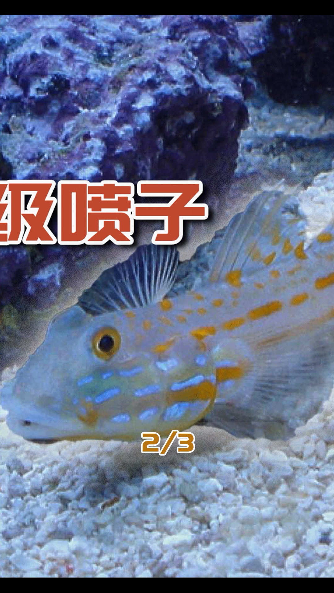 这只素质教育的漏网之鱼,竟采用喷子的方式,想要活埋自己的邻居(中)