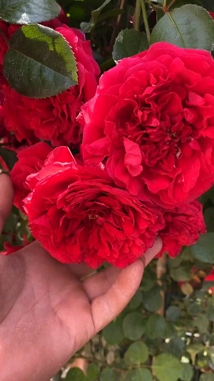 爬藤月季佛罗伦萨大花浓香型