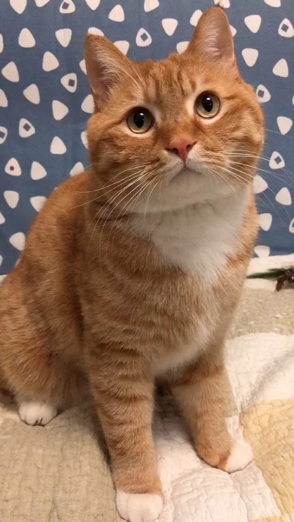 可爱瞬间中华田园猫橘猫