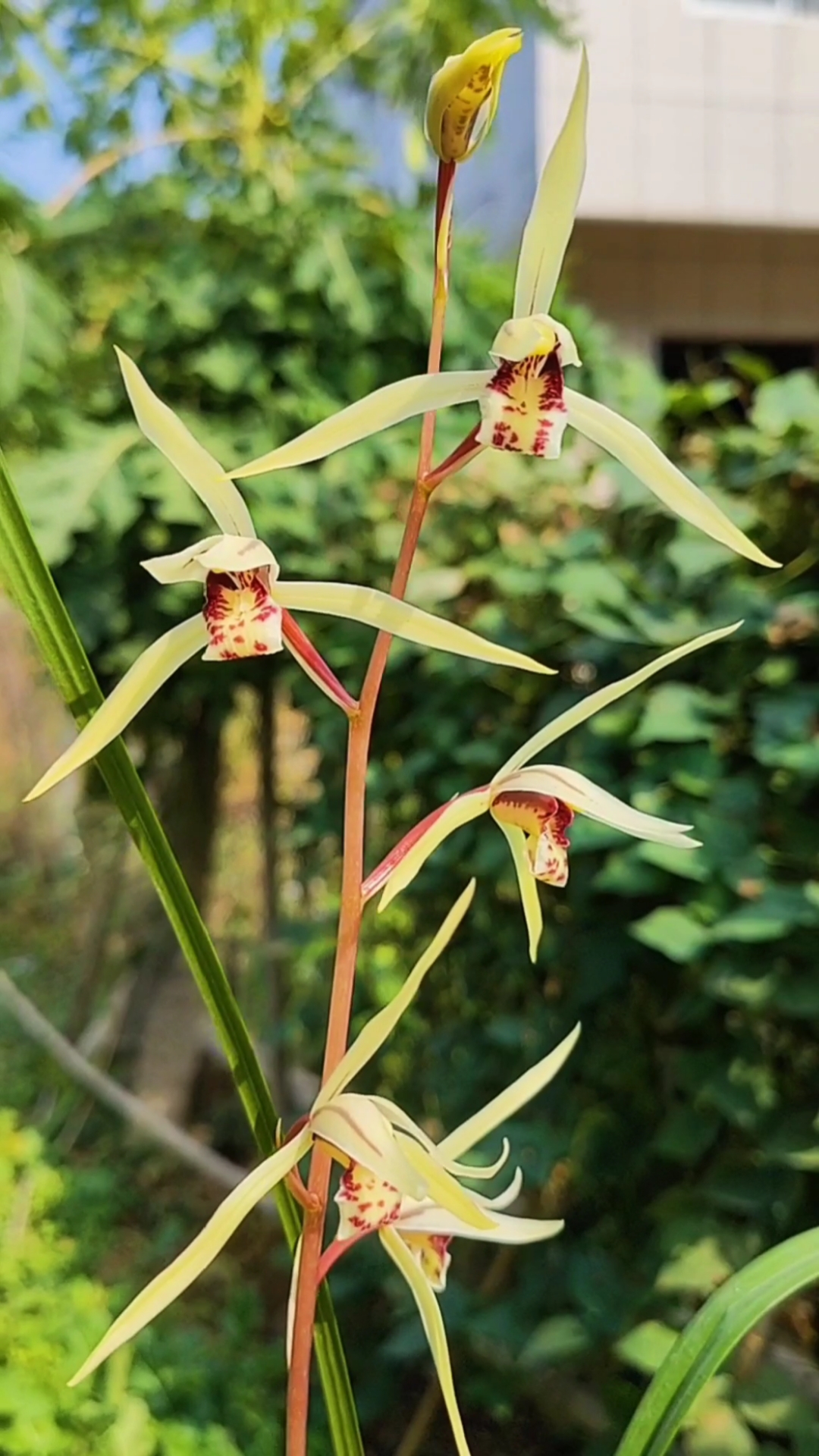 岁末有奖打卡#大叶寒兰新品红杆黄花,颜色对比度非常好,原生品种