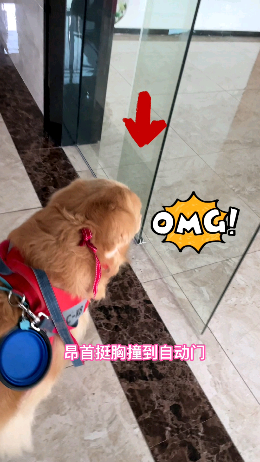 家有萌宠#走路目中无人,撞到自动玻璃门后装着若无其事往前走.