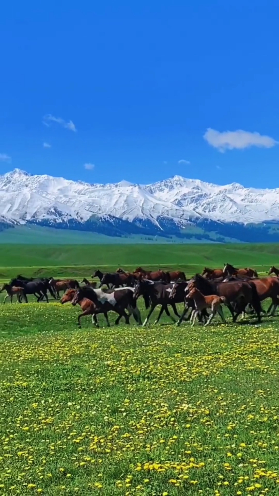 旅行#草原上的野马自由奔腾,好不自在!