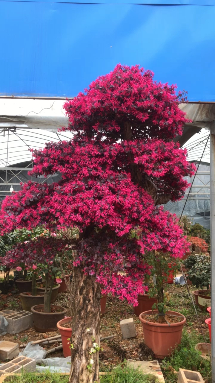 庭院风景树红花檵木造型景观