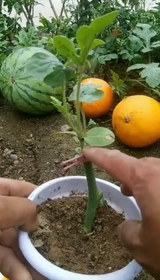 嫁接技术#西瓜嫁接技术分享!