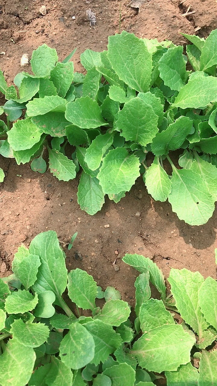 绿油油的小白菜苗