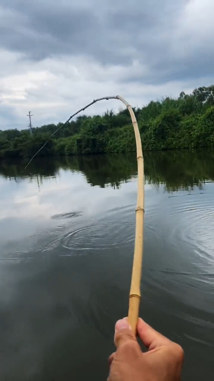 钓鱼#还是竹竿有手感,哈哈!