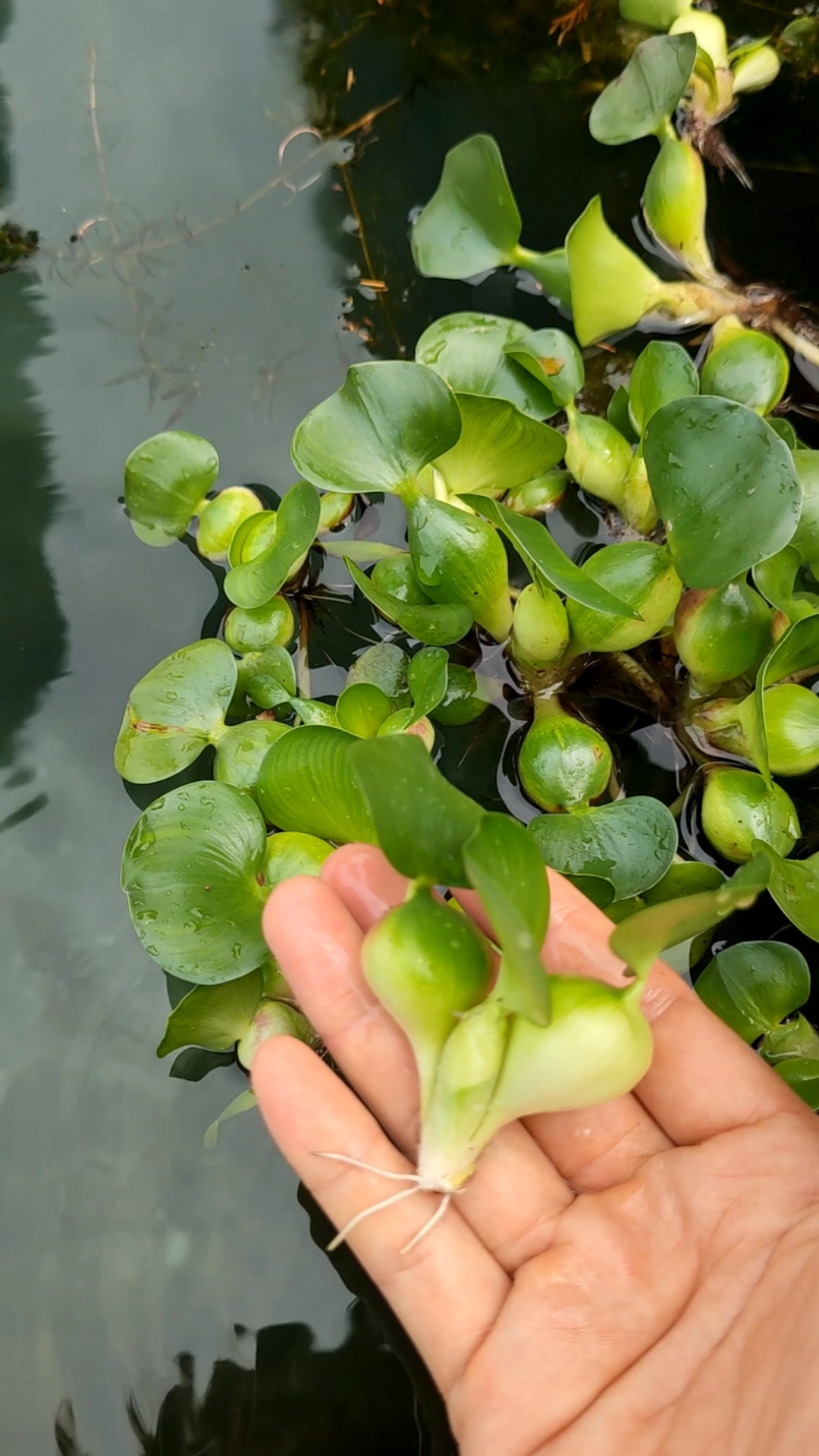水上漂又名水葫芦,村里的老人说男人吃了好,给大郎整点!