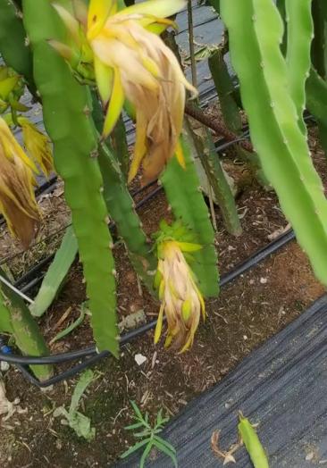 泸西县哪里可以叫妹子排名804823758