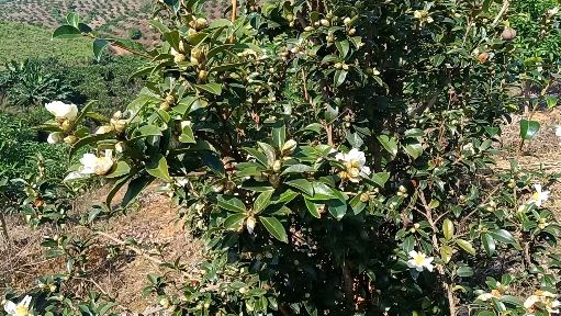 山茶油是一種經濟作物果實能榨出上等食用油