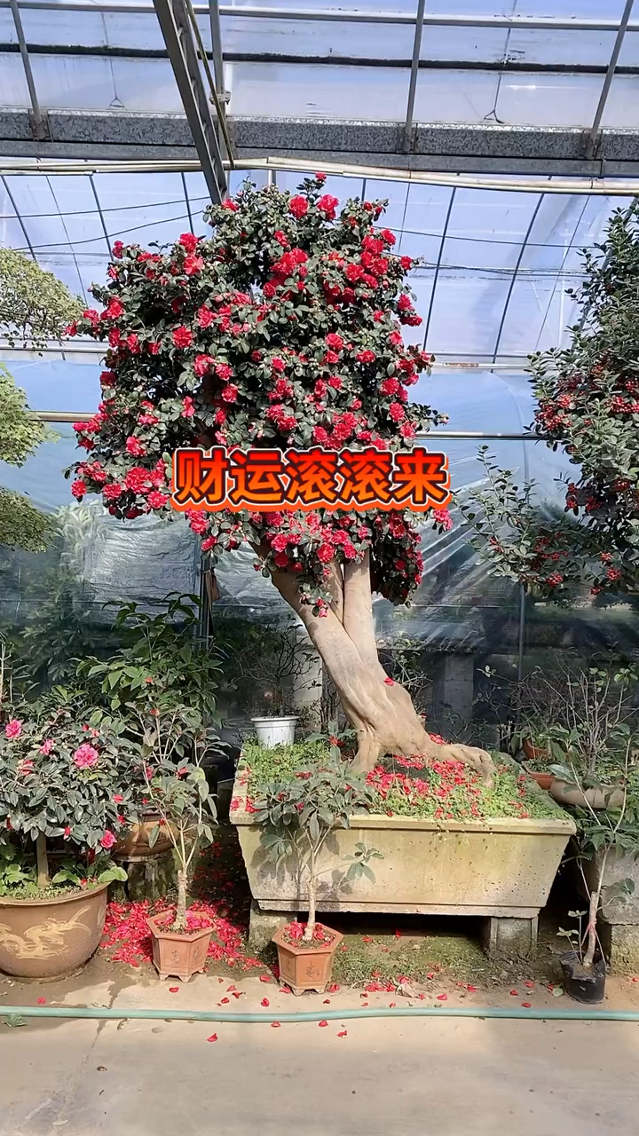 茶梅#财神老桩茶梅,寓意财神滚滚来,现在正是花期,四季常青不乱叶