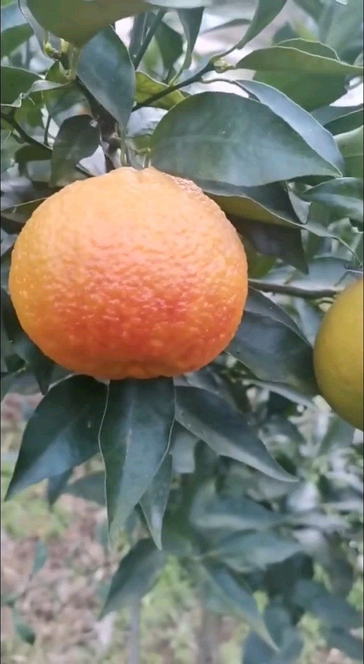 女性常吃水果:纯天然美容养颜大自然护肤品#红韵香柑##红韵血柑#红韵