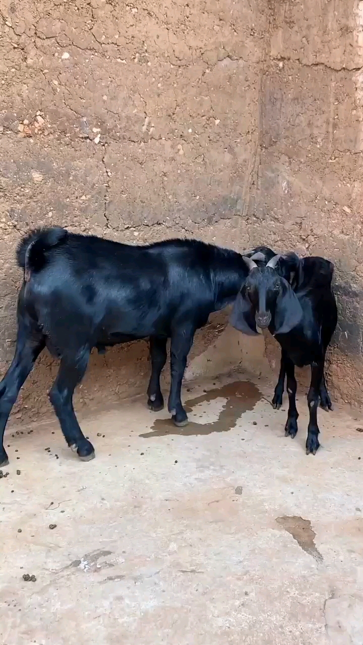 努比亚黑山羊#努比亚黑山羊涨势快耐粗食耐寒抗热适合全国各地养殖