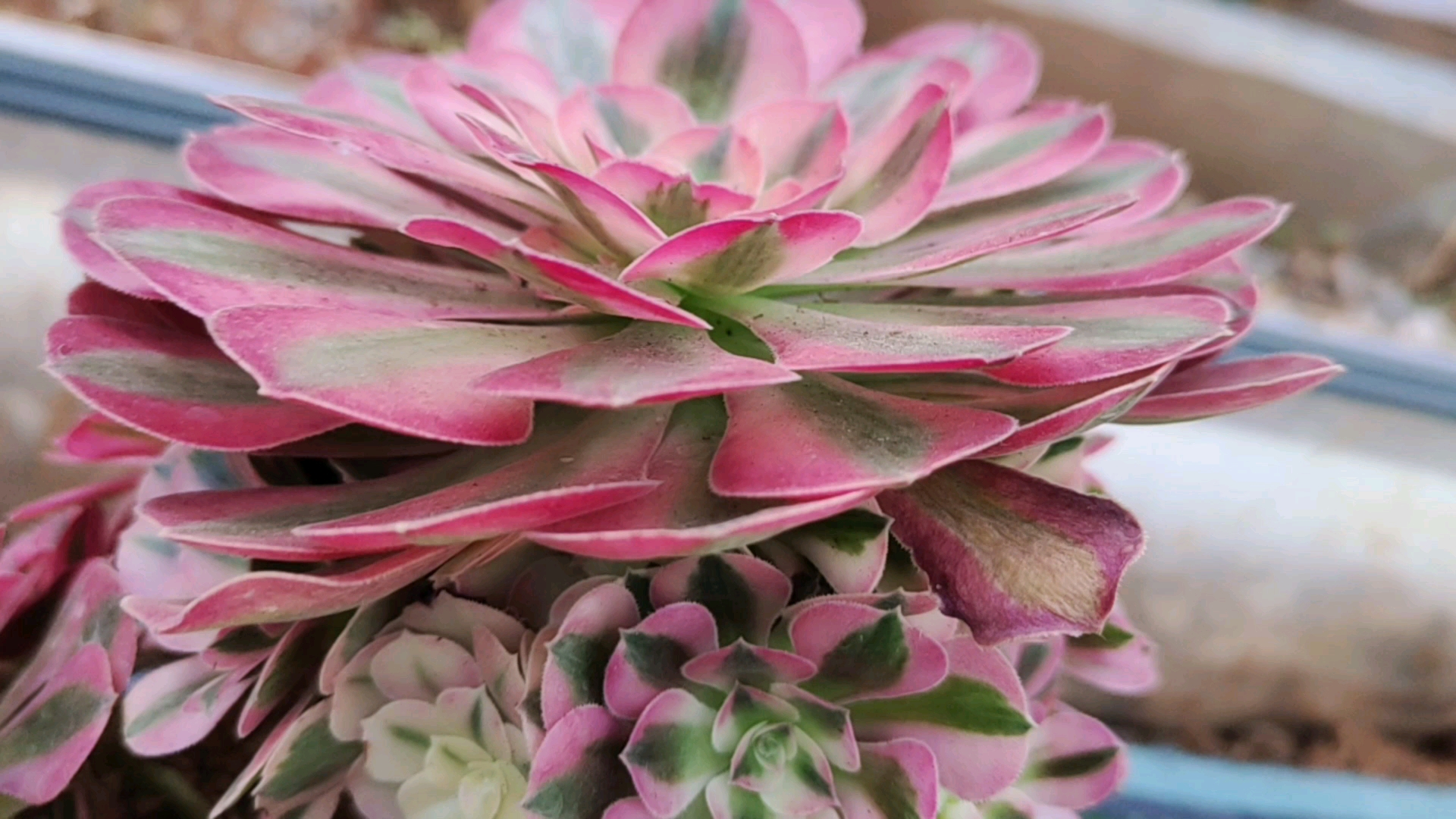 多肉植物#鲜艳夺目的粉红女巫老桩,给你花开了的错觉!