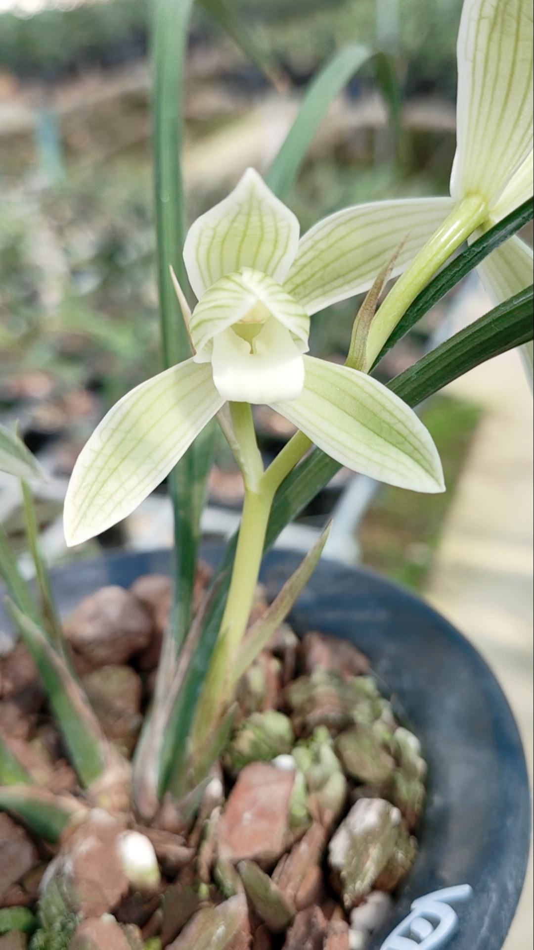 兰花#莲瓣兰白雪公主盛开