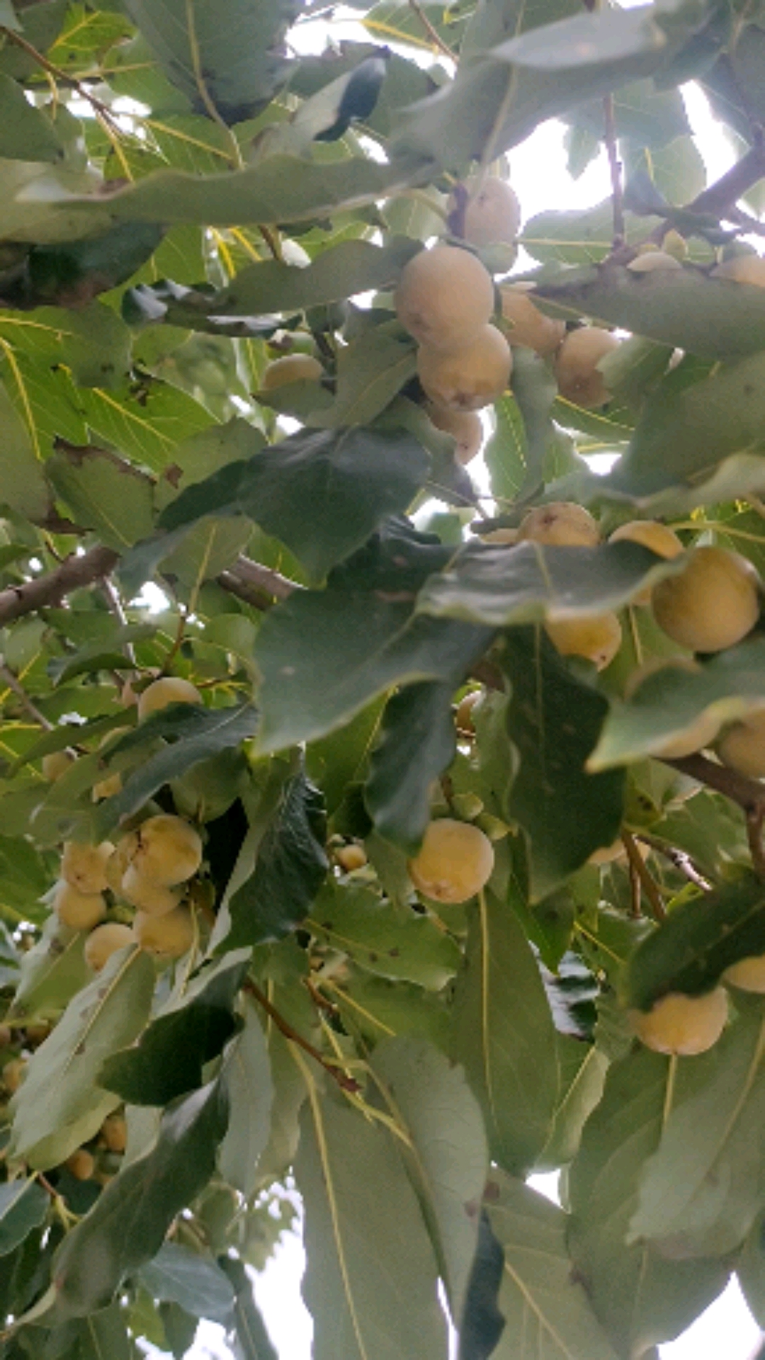 黑枣树苗价格#黑枣今年丰产,树苗霜降出售