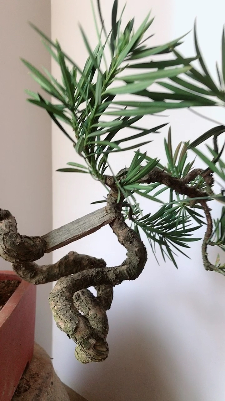 原生童子功造型罗汉松喜欢的关注一下