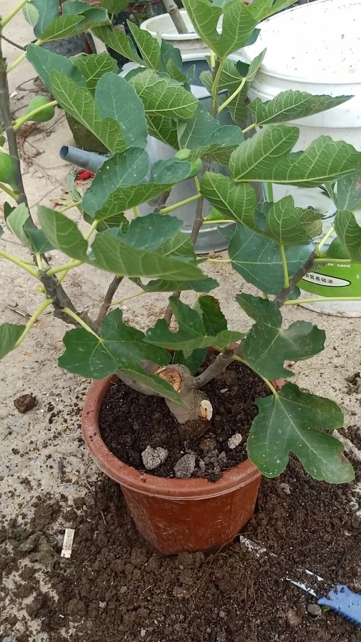 盆栽无花果树的换盆方法你学会了吗