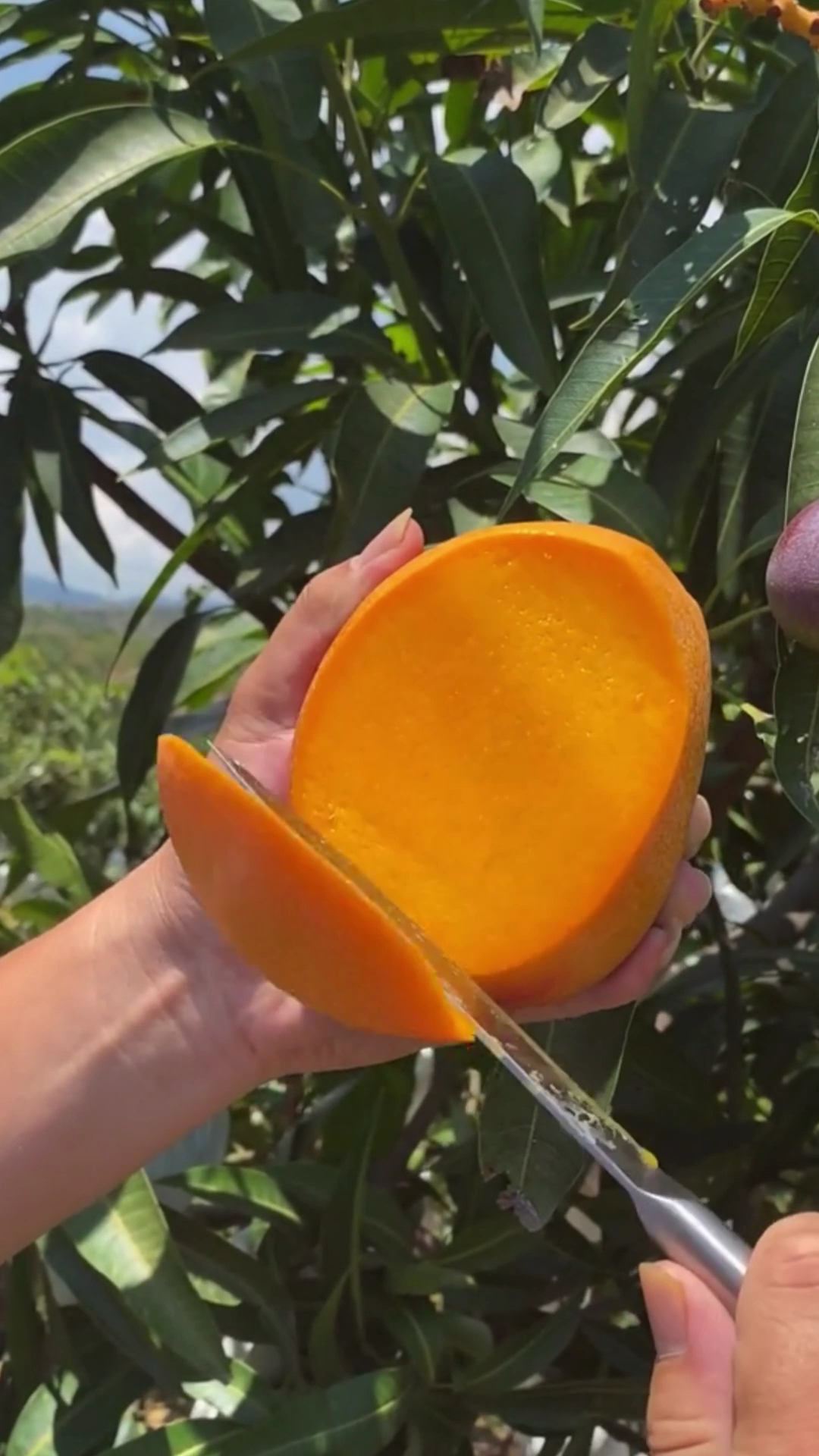 攀枝花的芒果个头饱满,新世纪的翡翠芒